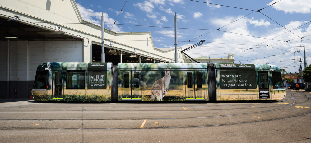 Photo: full image of the Wildlife Victoria's tram at a tram depot, which shows a photo of a Kangaroo and the message 